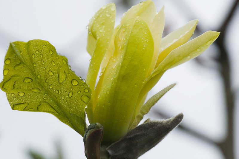 Magnolia