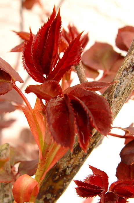 Young Leaves