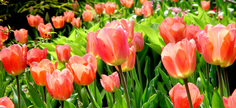 Sunny Tulips