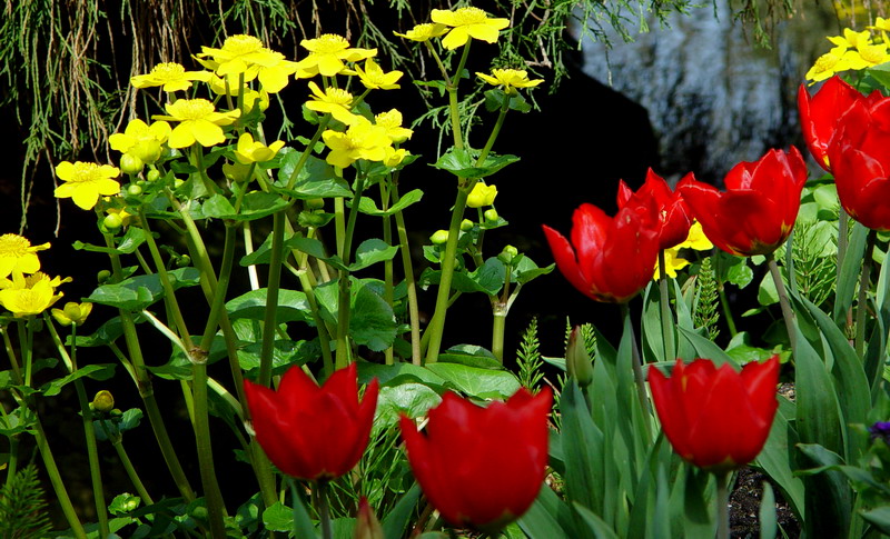 Red & Yellow