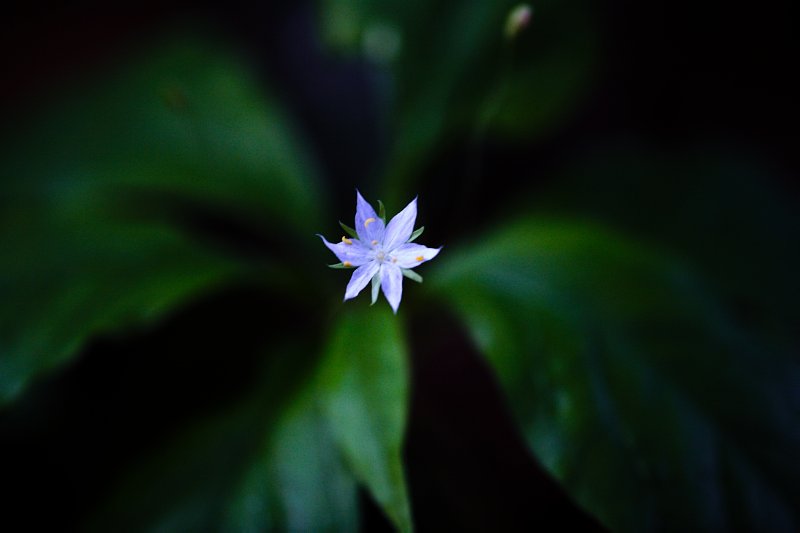 Arising