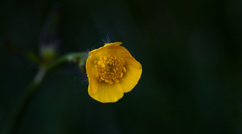 Lonesome