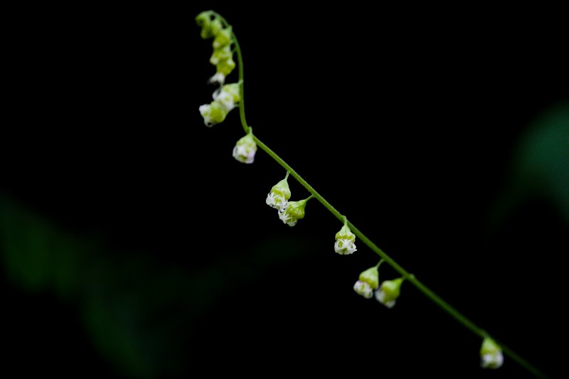 Jewels of Light