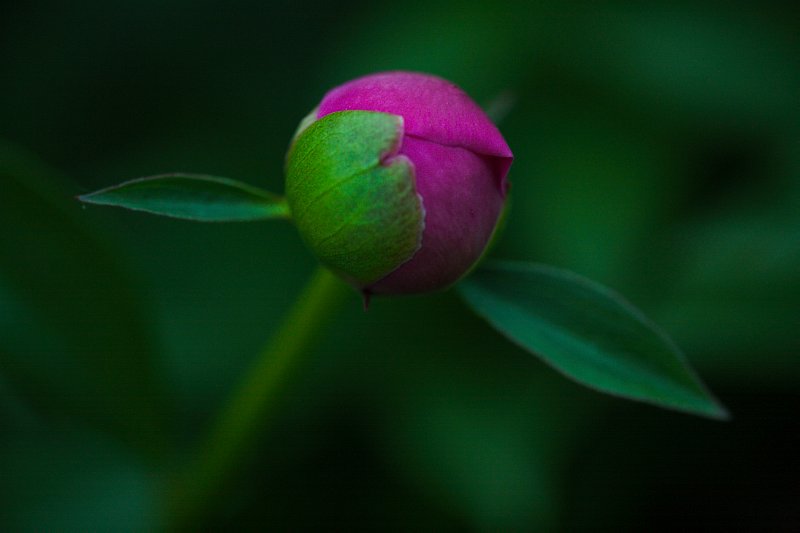 Bud with wings