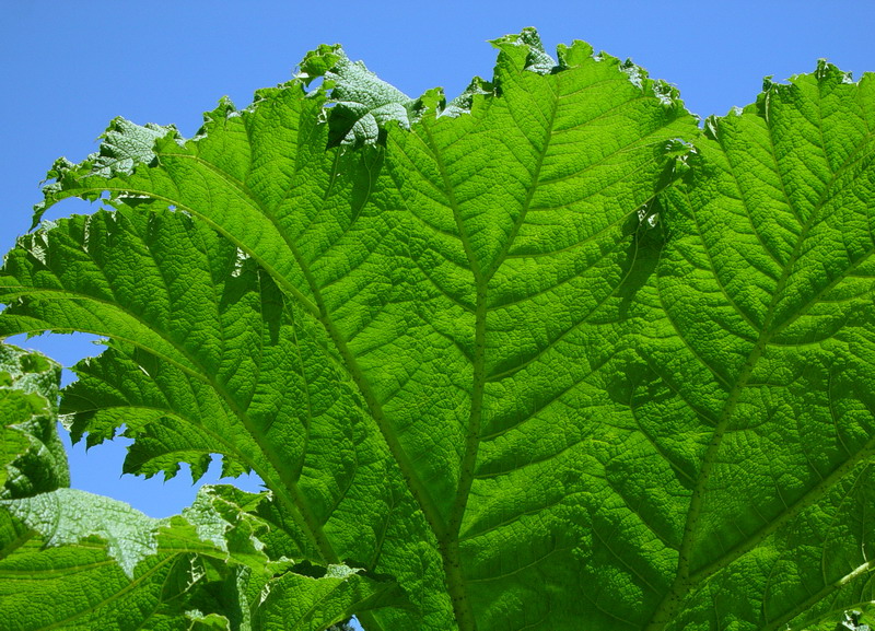 Green Span