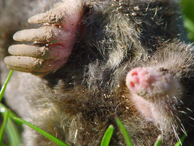 Claws