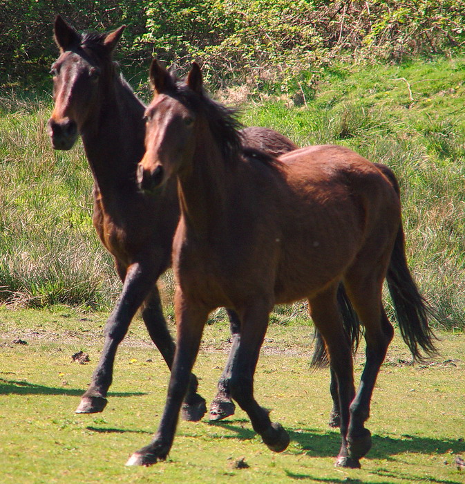Galloping
