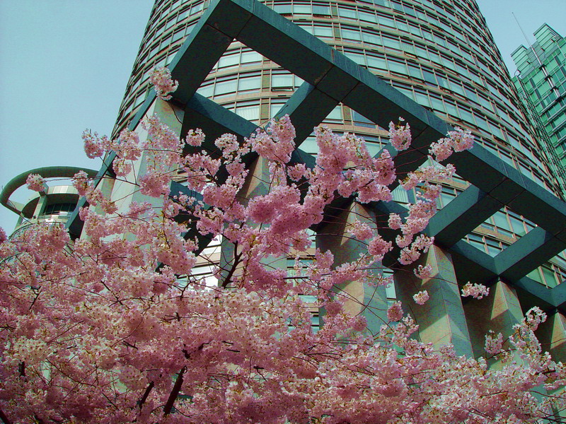 Cherry Blossom