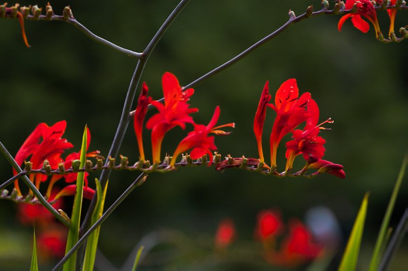 White-eyed Red Dragon