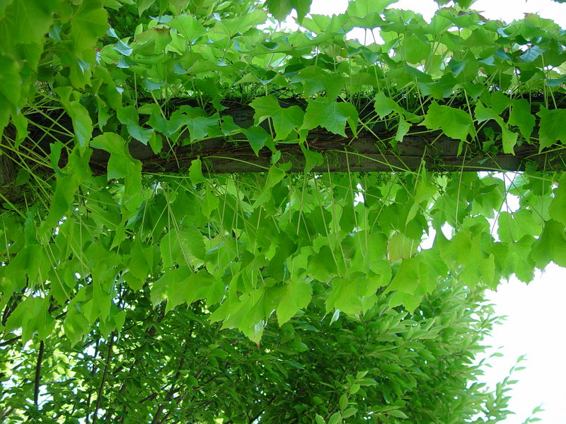 Ah!  The Green