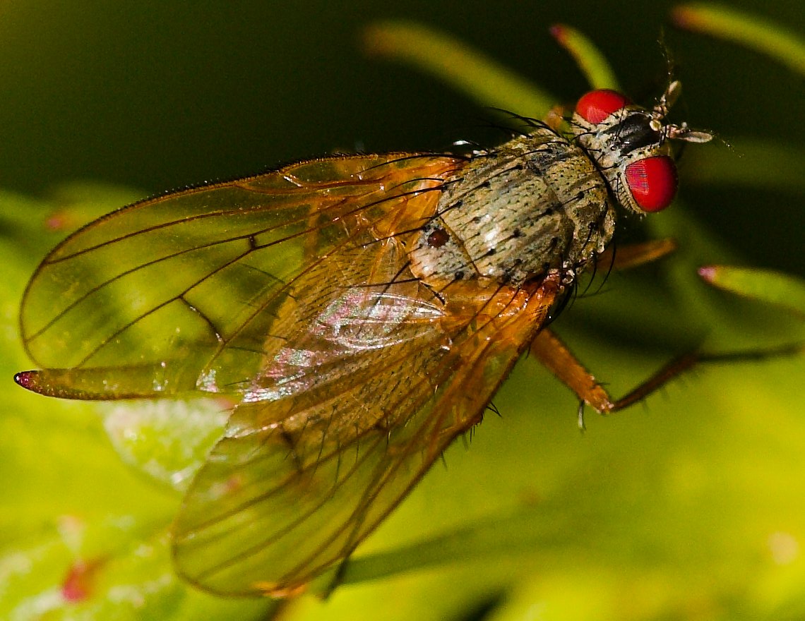 Fly