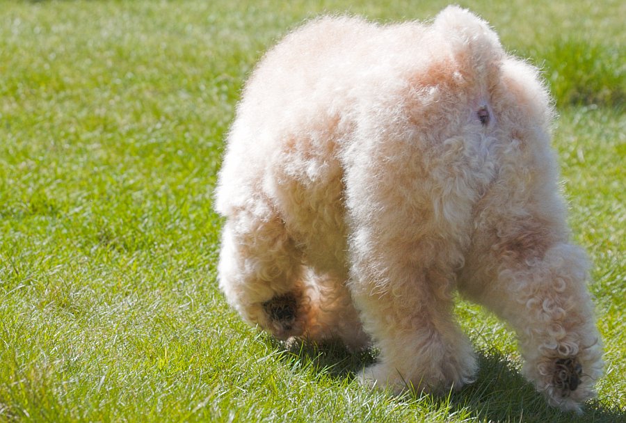 Misty the grizzly bear