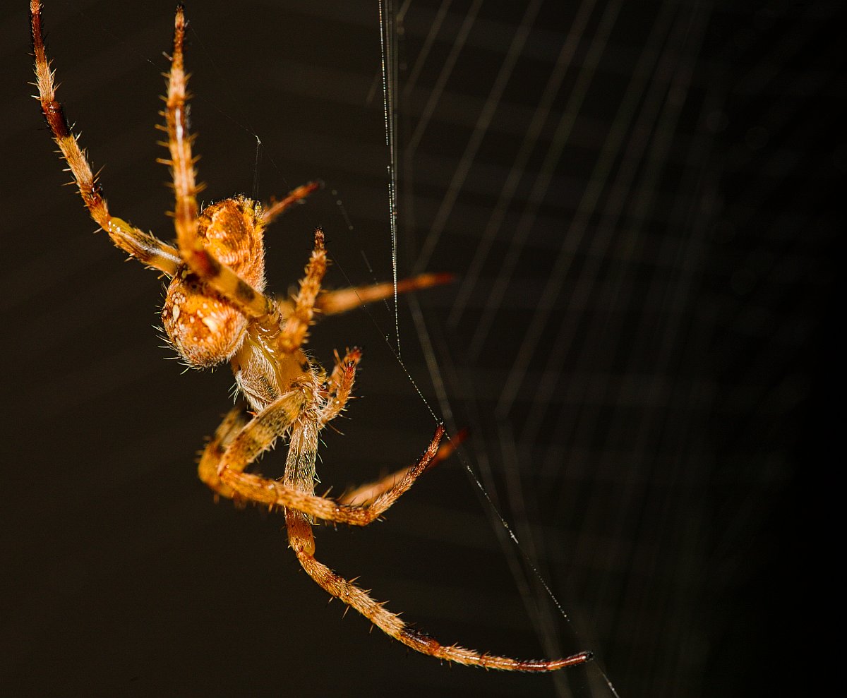 Porfile of a Crawler