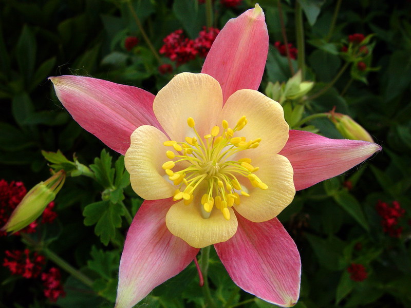 Pastel Star