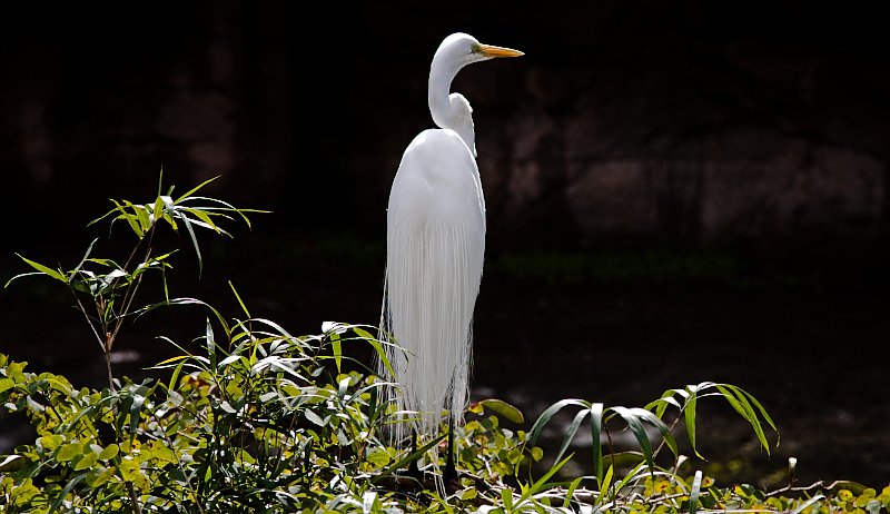 Standing tall, Animal Kingdom Park, Disney World