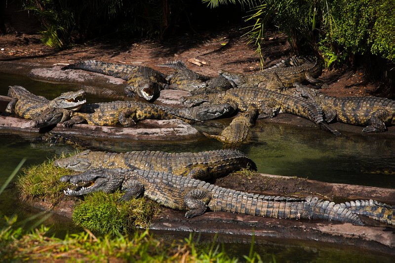 Food chain, Animal Kingdom Park, Disney World