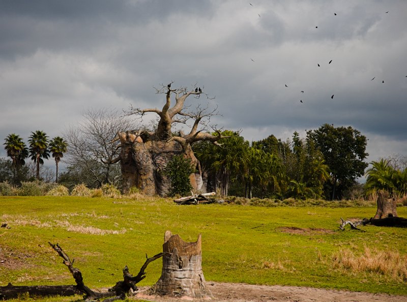 Assembly of the highest, Animal Kingdom Park, Disney World