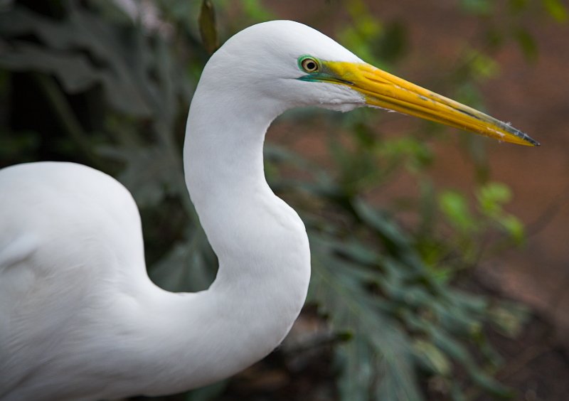 Urge, Animal Kingdom Park, Disney World