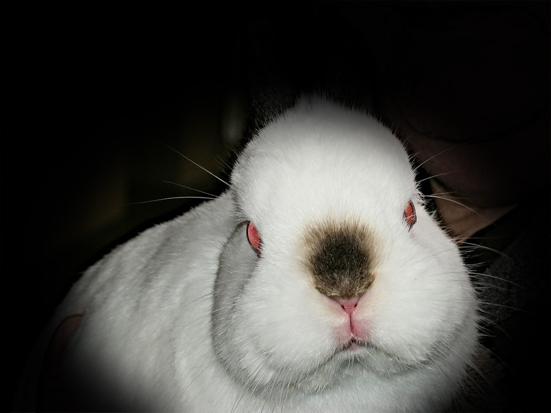 Easter bunny