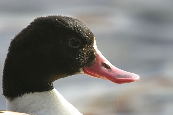 Common Shelduck (Tadorna tadorna)male