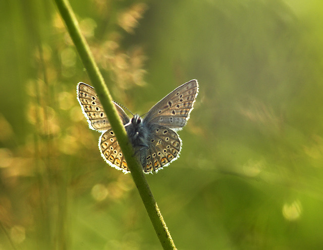 Puktrneblvinge (Polyommatus icarus), Uppland