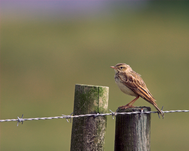 Tawny Pipit (Fltpiplrka)