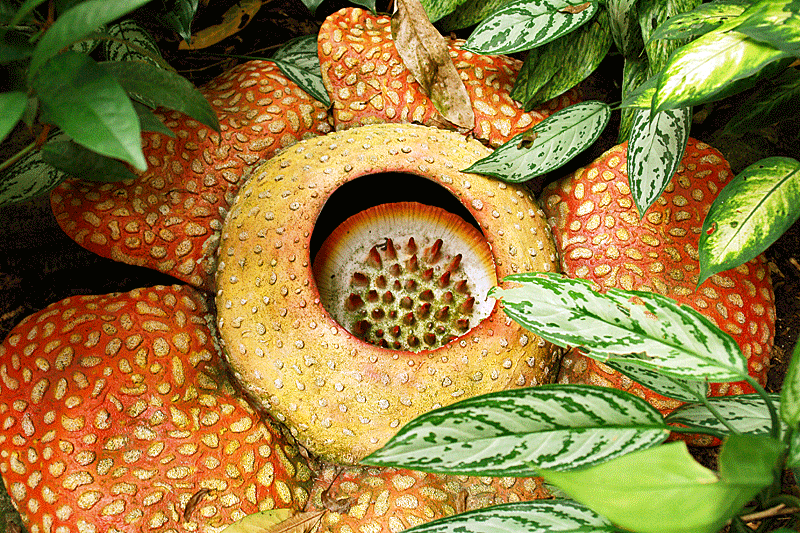 The biggest flower of the world