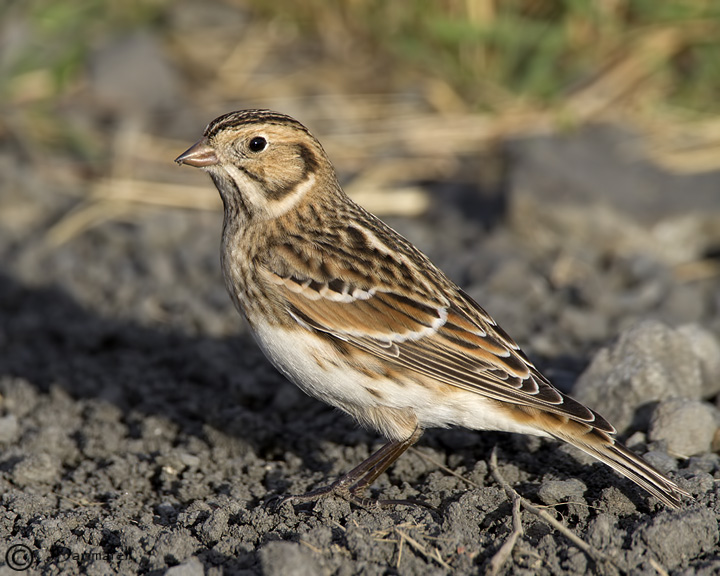 Lapland Longspur