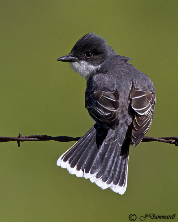 Eastern Kingbird