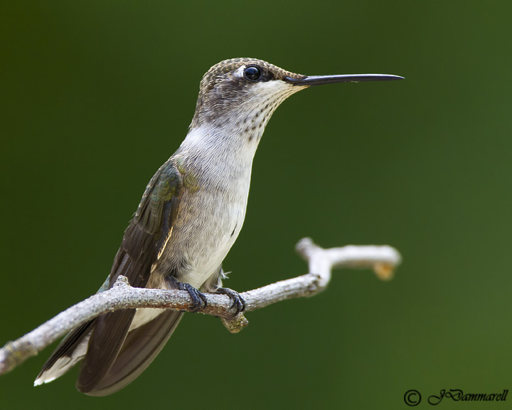 Black-chinned Hummingbird