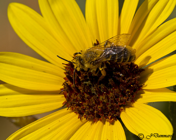 Bee