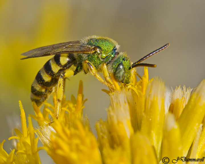 Agapostemon