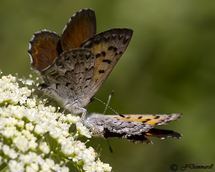 Lycaena mariposa Mariposa Copper