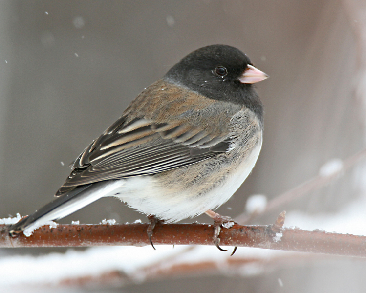 Dark-eyed Junco, oregoni