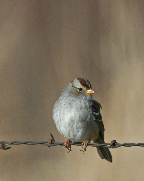White-crowned Sparrow