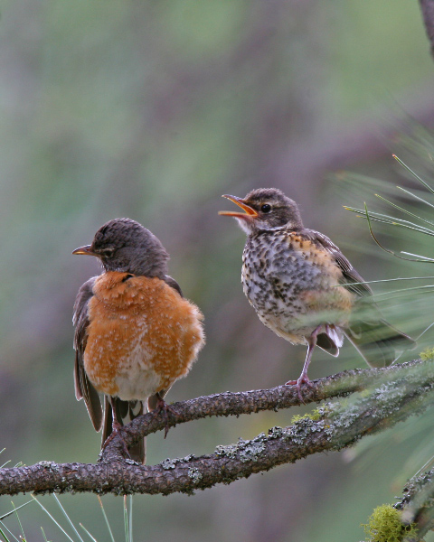 American Robins