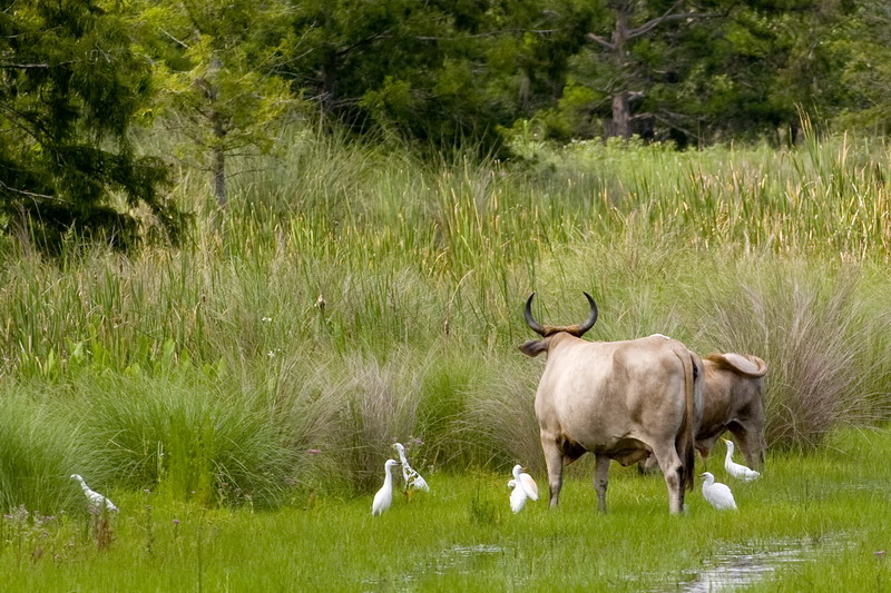 Cattle Egrets _DSC24530 8x12dpi300_resize.jpg