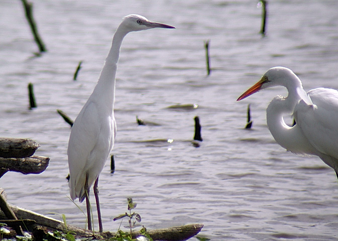 Little Blue Heron (left)  and Great Egret DSCN0726-Web5x7.jpg