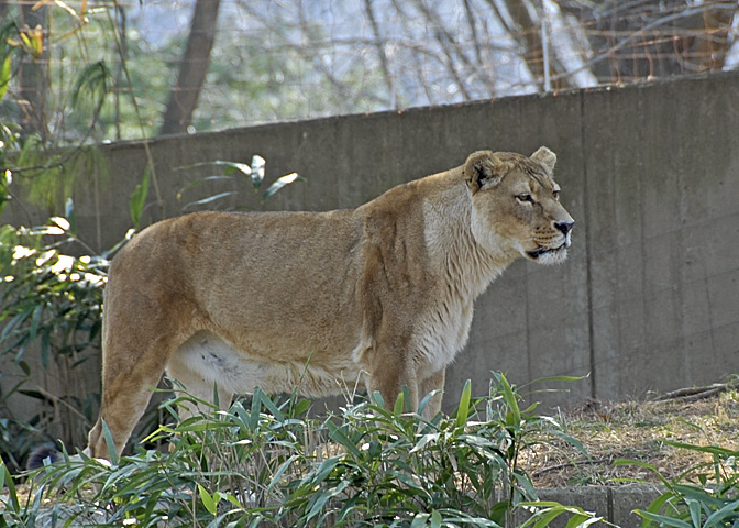 Lion DSC_6374-Web5x7.jpg