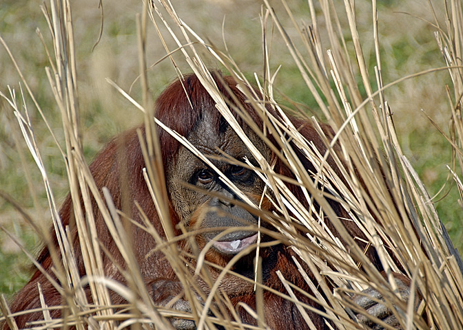 Orangutan DSC_6386-Web5x7.jpg