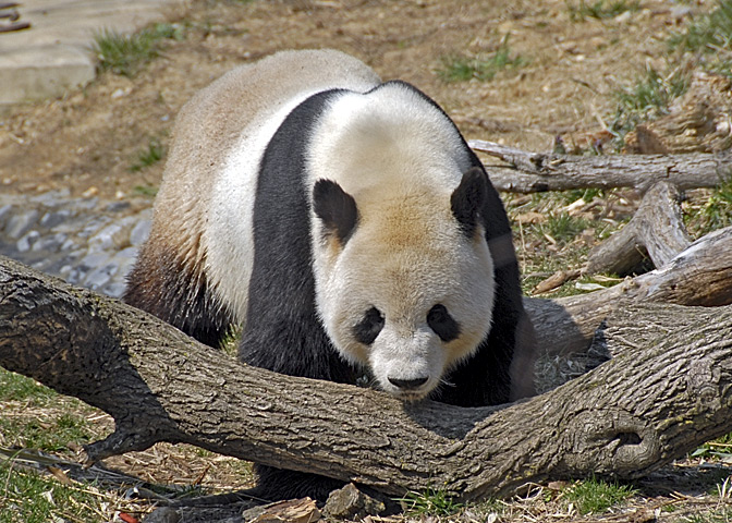 Giant Panda DSC_6432-Web5x7.jpg
