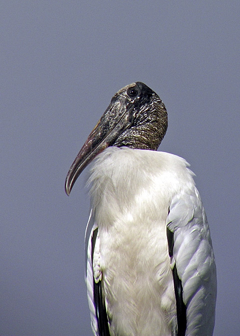 Wood Stork DSCN5056-Web5x7.jpg
