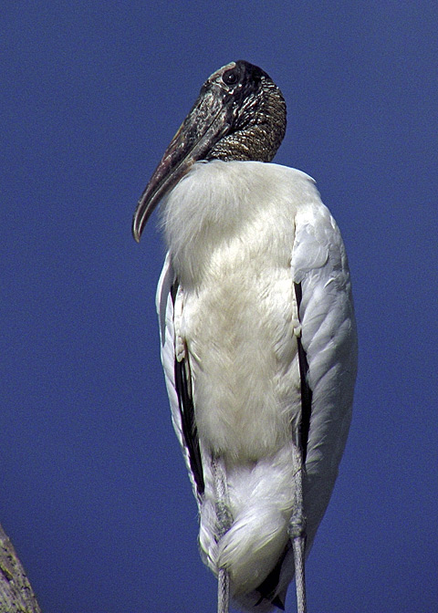 Wood Stork DSCN5070-Web5x7.jpg