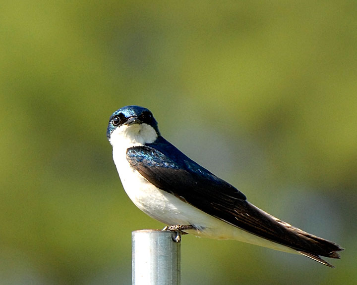 Tree Swallow DSC_10296-Web8x10.jpg