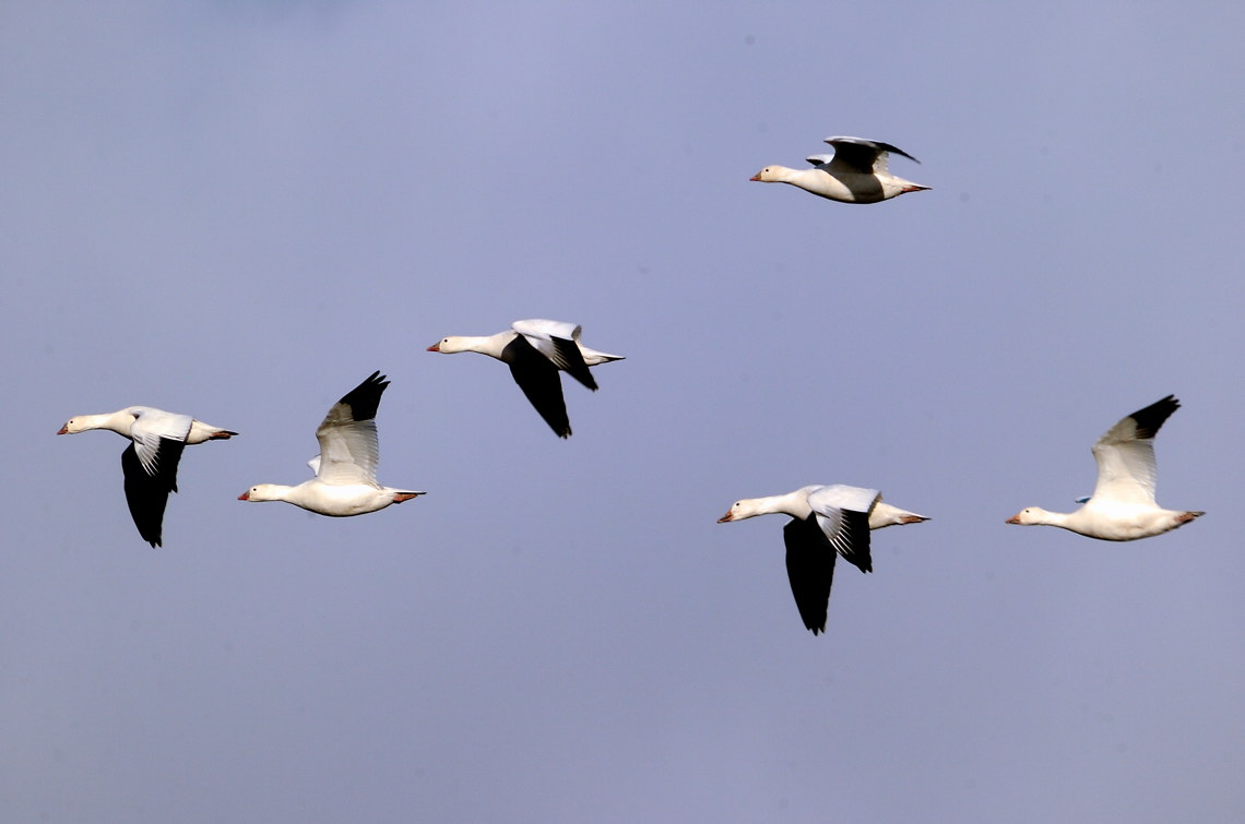 Crusing Overhead