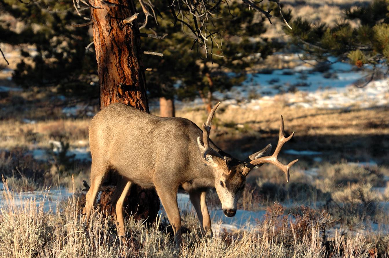 Mule Deere RMNP