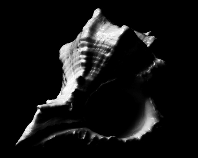 Shell 1