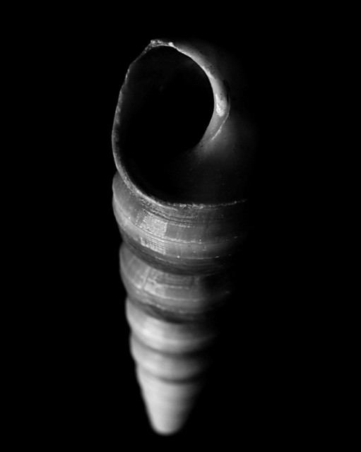 Shell 2