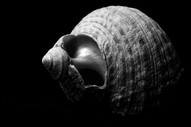 Shell 4