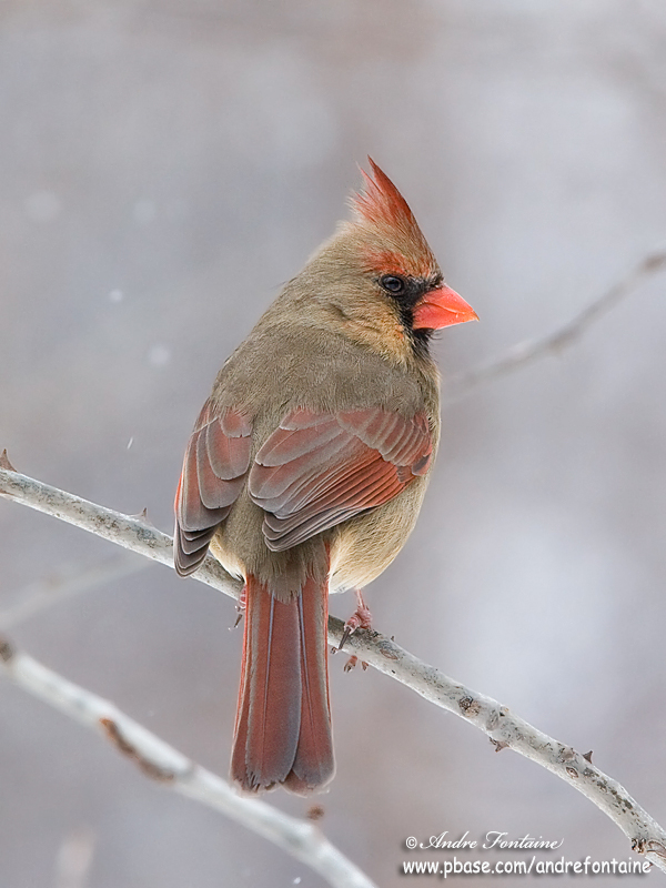 cardinal rouge (femelle) IMG_8651-800.jpg